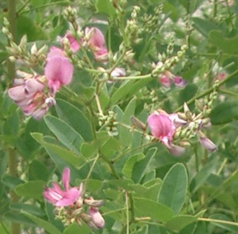 山口県銘菓 月でひろった卵 と仙台銘菓 萩の月 の違い Free Hero Blog